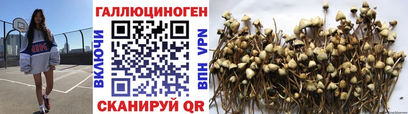 Псилоцибиновые грибы Psilocybine cubensis  Лабытнанги 